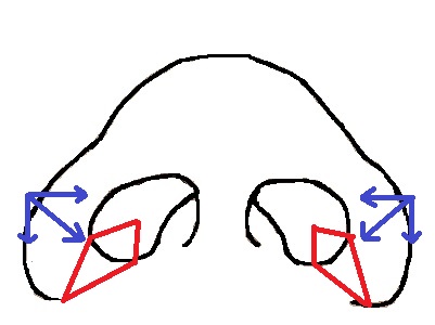 鼻模式図内側法.jpg