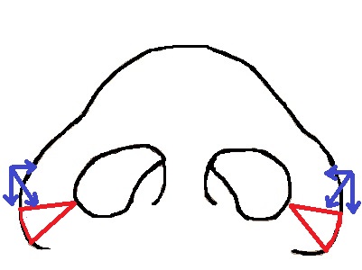鼻模式図外側法.jpg