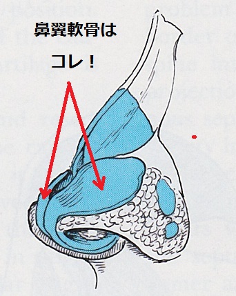 鼻翼軟骨解剖.jpg