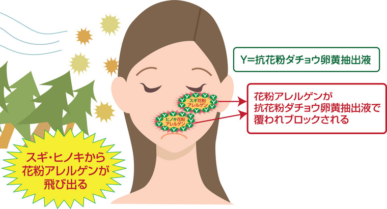 花粉アレルゲンが抗花粉ダチョウ卵黄抽出液で覆われブロックされる