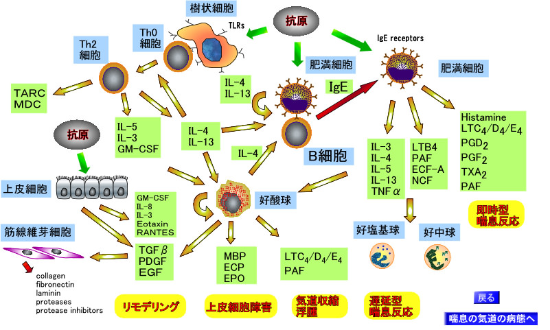 サイトカインネットワークwww.m.chiba-u.ac.jp.jpg