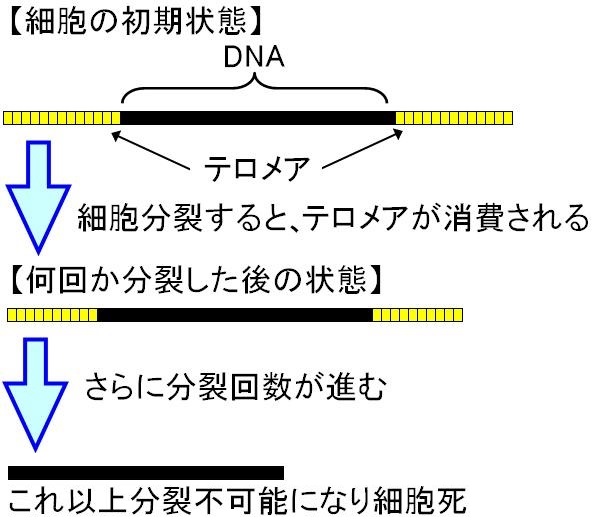 テロメアと細胞分裂改訂版.jpg