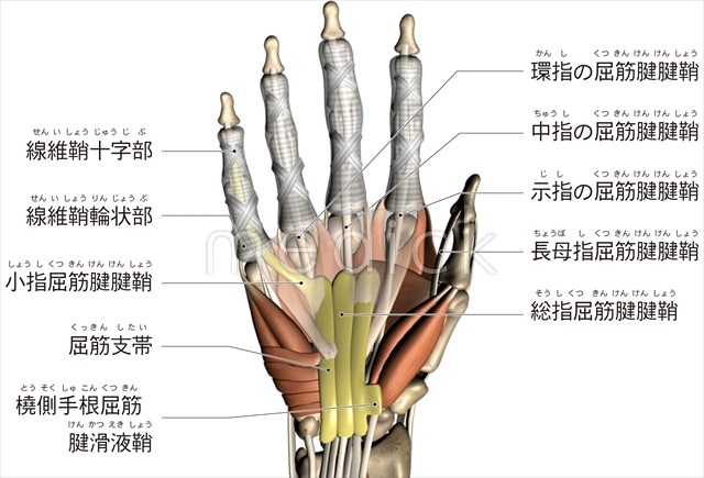 手のひら筋肉.jpg