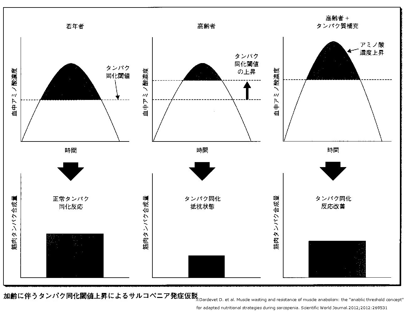 高齢者による蛋白同化閾値上昇.jpg