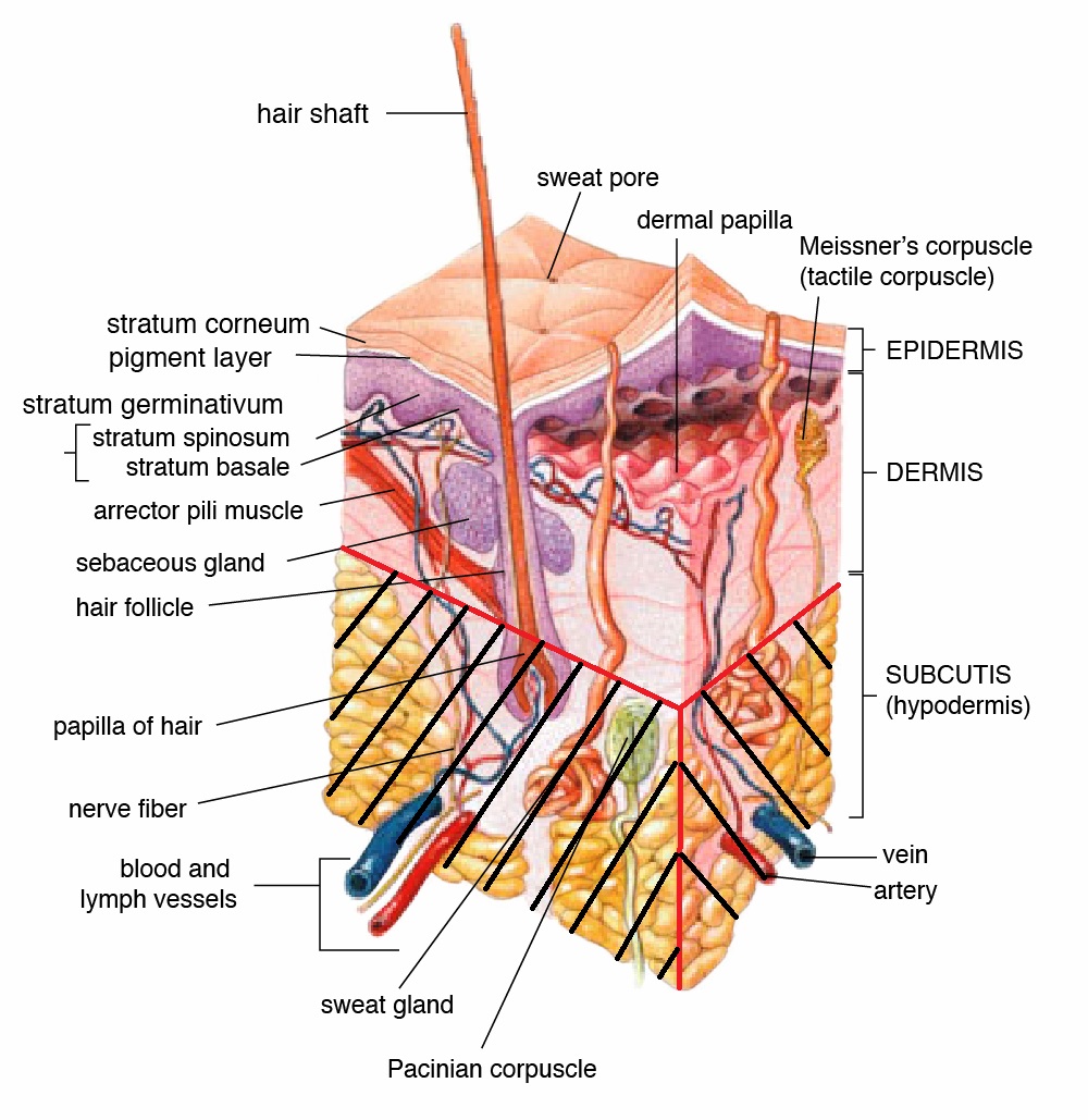 Skin汗腺オペ.jpg