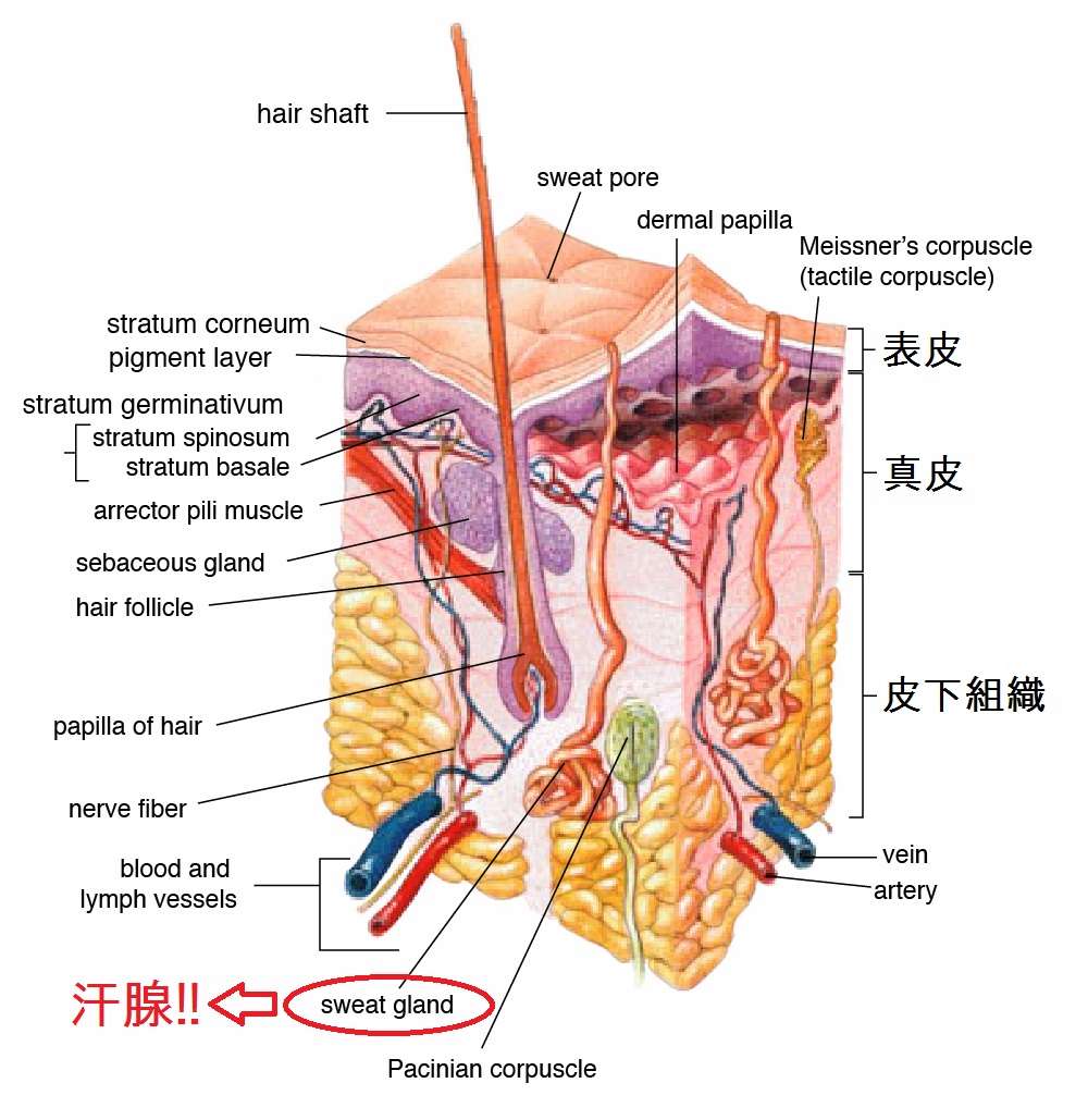 Skin汗腺.jpg