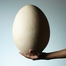 ＭＥＲＳ抗体をダチョウの卵から大量精製　京都府大グループ|ピュアメディカルクリニック