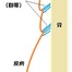 リガメントは全ての治療で考慮される時代に／奈良・東大阪・京都・三重・和歌山