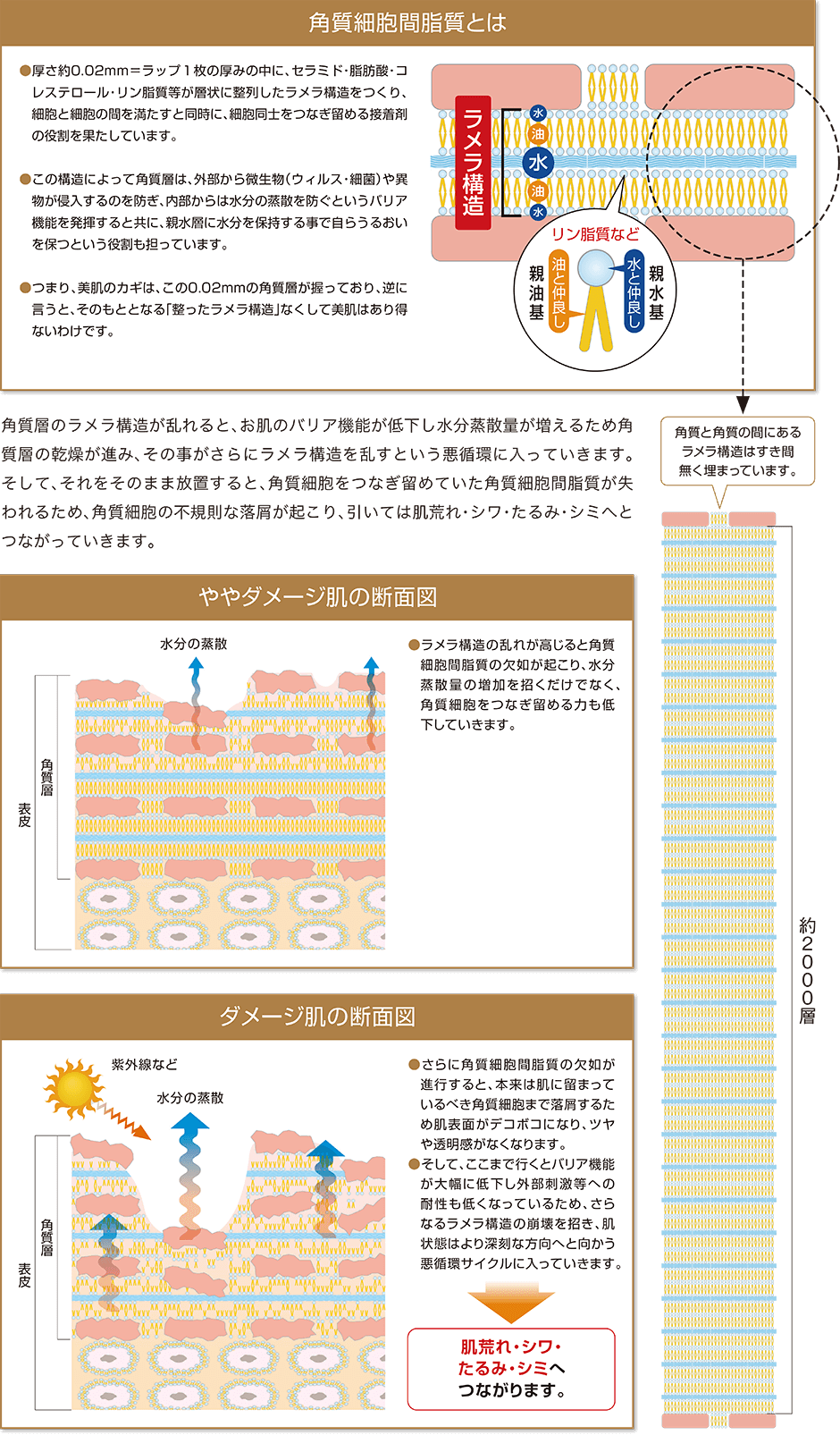 美肌スキンケアで知っておきたい ラメラ構造とは 美容外科 美容皮膚科 奈良ピュアメディカルクリニック