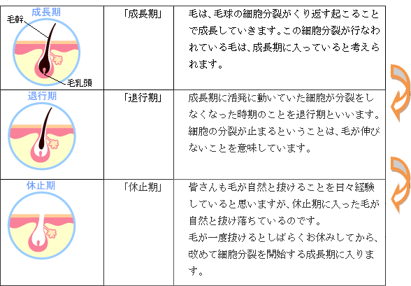 ピュアメンズクリニック　男性脱毛　毛周期