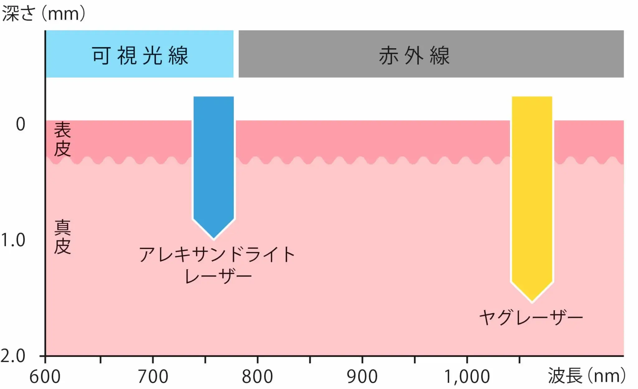 光の皮膚への深達度